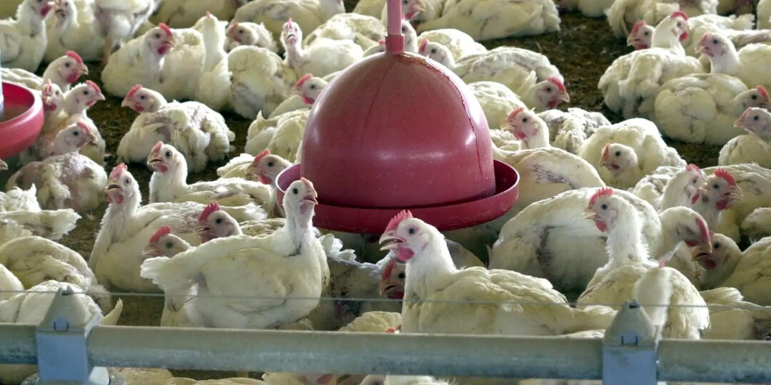 China encerra embargo e libera frango do RS após surto sanitário